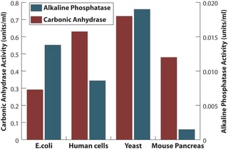 Lysis buffers for protein extraction of and active proteins